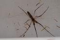 Tetragnatha_bituberculata_D7904_D_88_North Stradbroke island_Australie